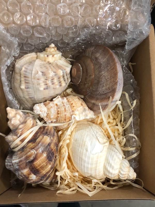 Photo 1 of 5PCS Large Hermit Crab Shells | Natural Sea Conch Size 2.8" - 3.9", Opening Size 1.5" - 2.5" | Turbo Seashells for Hermit Crab Supplies and Beach Decoration Large Sea Shell