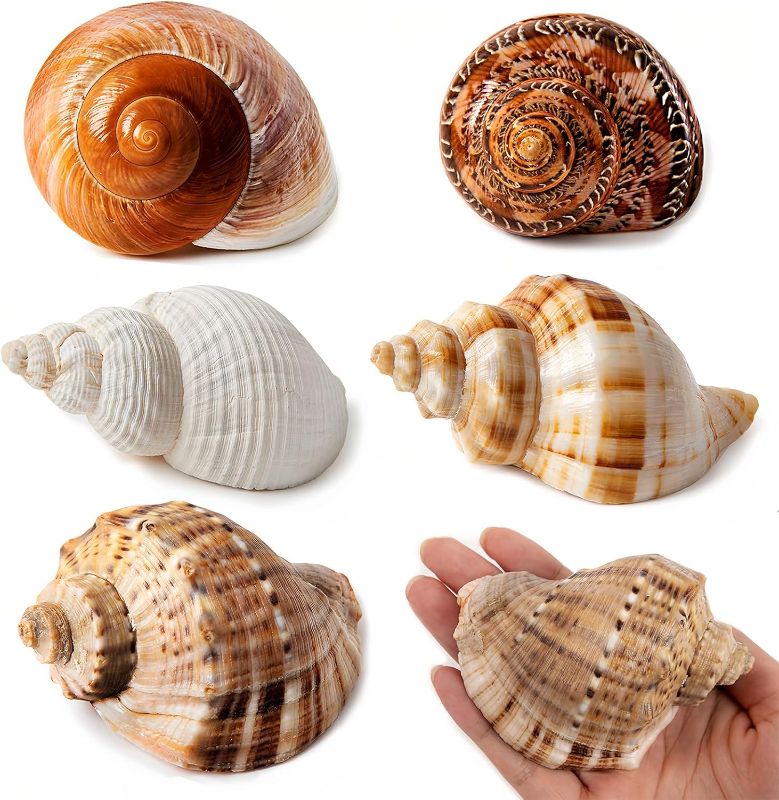 Photo 1 of 5PCS Large Hermit Crab Shells | Natural Sea Conch Size 2.8" - 3.9", Opening Size 1.5" - 2.5" | Turbo Seashells for Hermit Crab Supplies and Beach Decoration Large Sea Shell