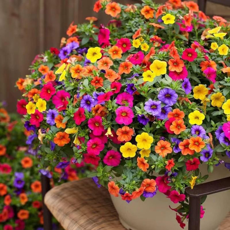 Photo 1 of 5000+ Petunia Seeds - Mixed Rainbow Color, Bonsai, Grandiflora Flowers, 1500 mg Heirloom Seeds, Flower Seeds, Pollinator Garden, Open Pollinated, Non-GMO, Indoor and Outdoor
