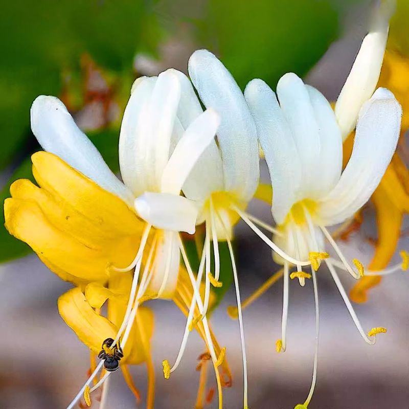 Photo 1 of Climbing Honeysuckle Plant, Honeysuckle Plant Live, Fragrant Honeysuckle Plants Vine, Honeysuckle Bushes in 2.5 Inch Pot (Yellow White)
