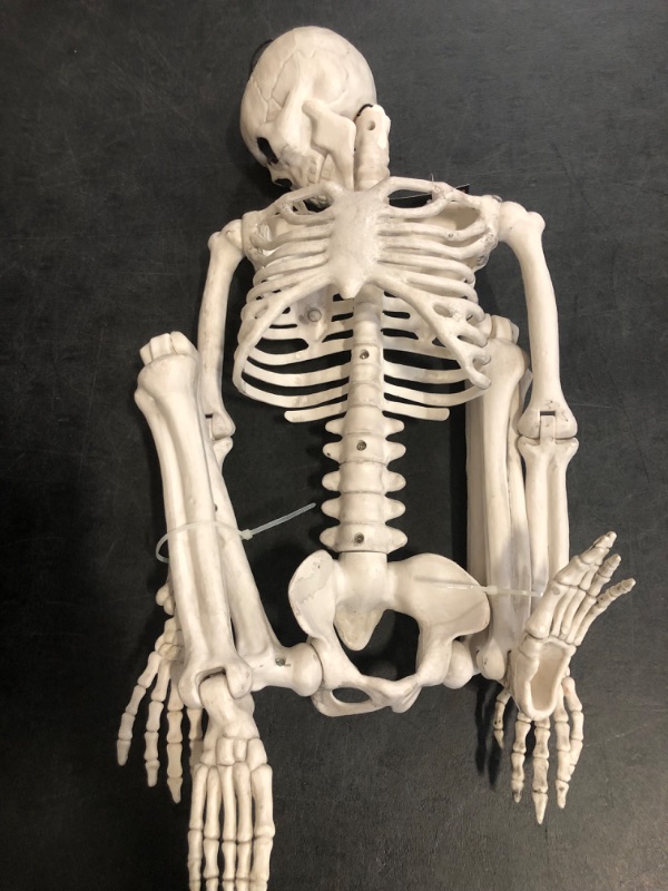 Photo 1 of Hyde & EEK Posable Skeleton
