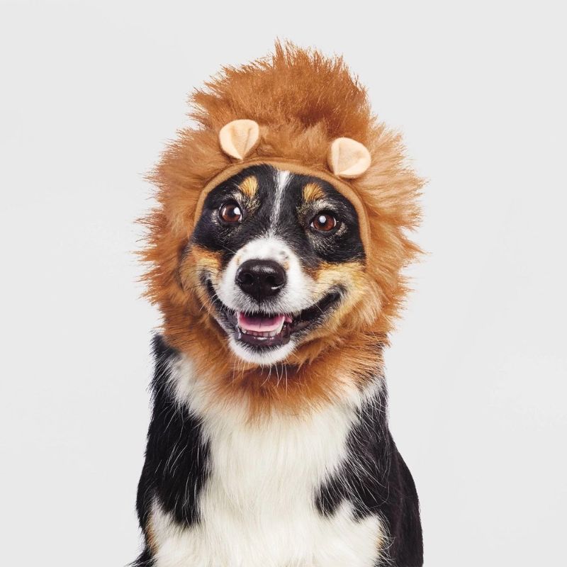 Photo 1 of XXS/XS Halloween Lion Dog and Cat Headwear