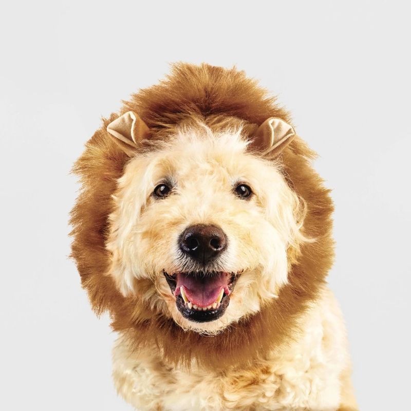 Photo 1 of Size L  Halloween Lion Dog Headwear - L - Hyde and EEK! Boutique™