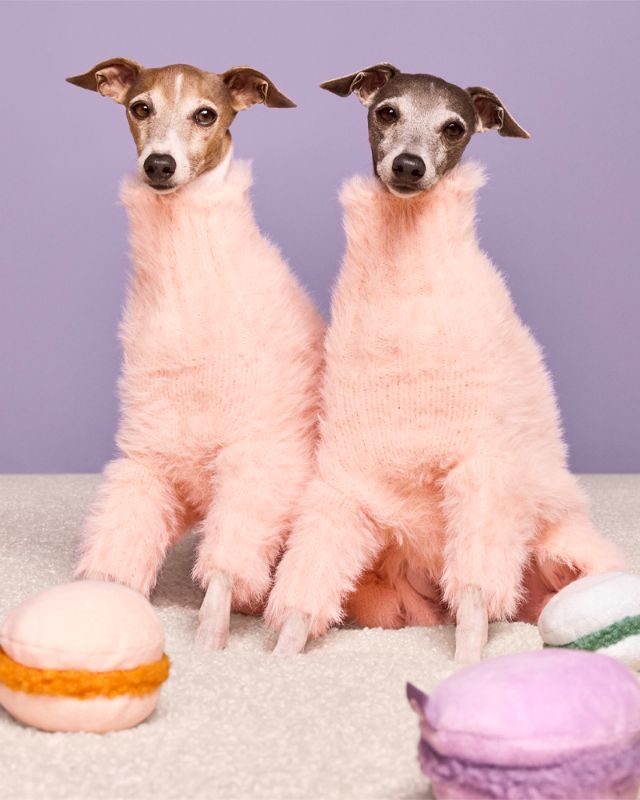 Photo 1 of XS- The Cuddle Collab Sweater For Dogs