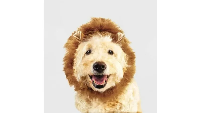 Photo 1 of Size S/M Hyde and EEK! Boutique Halloween Lion Dog Headwear
