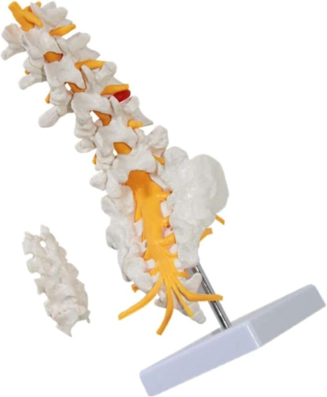 Photo 1 of ertebrae Spine Anatomy Model with Sacrum Coccyx Human Lumbar Spine Demonstration Model