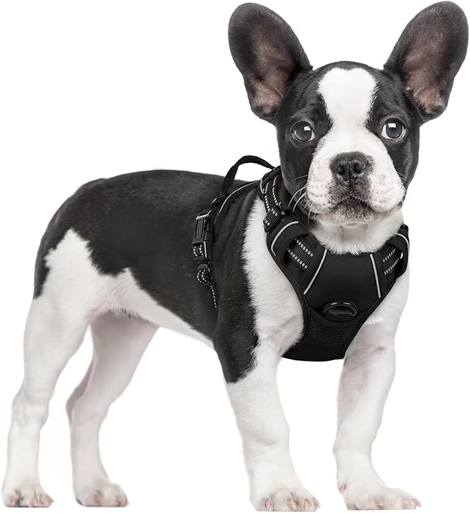Photo 1 of rabbitgoo Dog Harness No Pull with 2 Leash Clips, Adjustable Soft Padded, Reflective Oxford No Choke Pet Vest with Easy Control Handle for Small Dogs, Black, S
