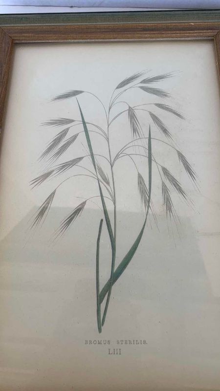 Photo 1 of ANTIQUE 1871 BOTANICAL ILLUSTRATION 11” X 14”