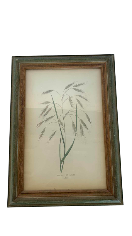 Photo 1 of ANTIQUE 1871 BOTANICAL ILLUSTRATION 11” X 14”