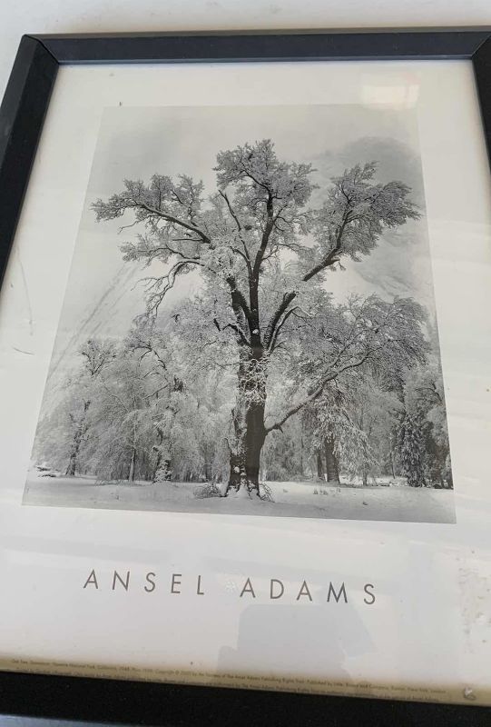 Photo 1 of ANSEL ADAMS "OAK TREE SNOWSTORM, YOSEMITE NATIONAL PARK, CALIFORNIA" PRINT 13” X 17”