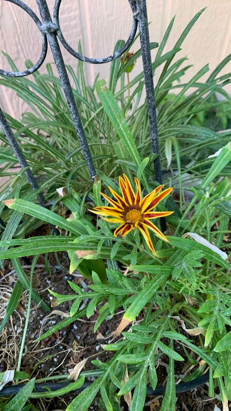 Photo 1 of LIVE GAZANIA TREASURE FLOWER IN 16” X 21” POT