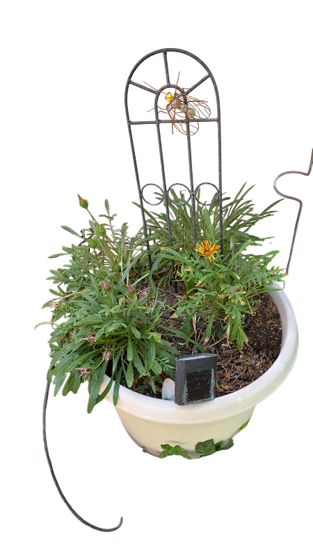 Photo 1 of LIVE GAZANIA TREASURE FLOWER IN 16” X 21” POT