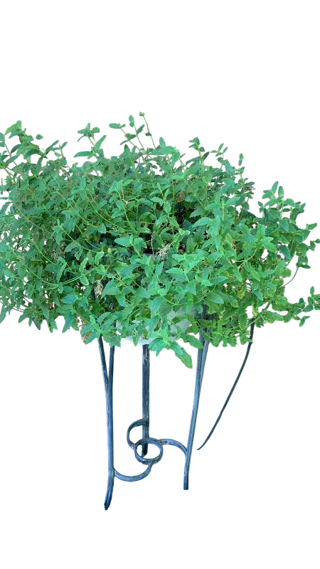 Photo 1 of LIVE LEMON BALM PLANT IN 36” POT STAND