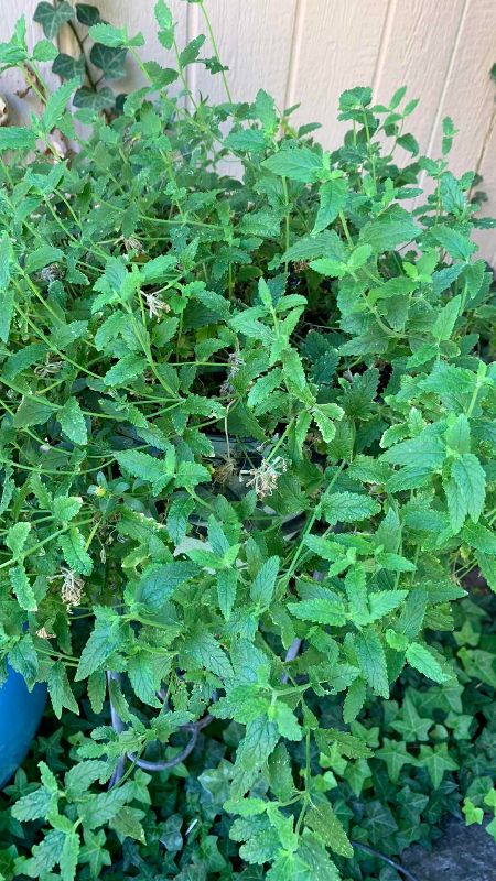 Photo 1 of LIVE LEMON BALM PLANT IN 36” POT STAND