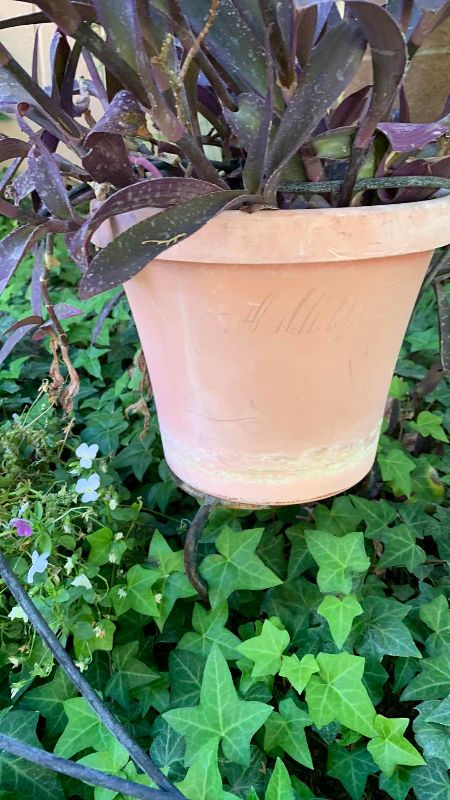 Photo 1 of LIVE PURPLE HEART PLANT IN 15” POT