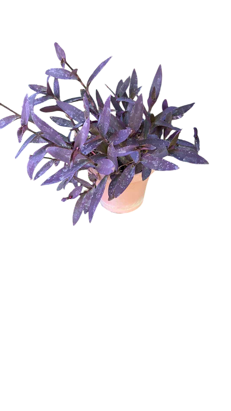 Photo 1 of LIVE PURPLE HEART PLANT IN 15” POT