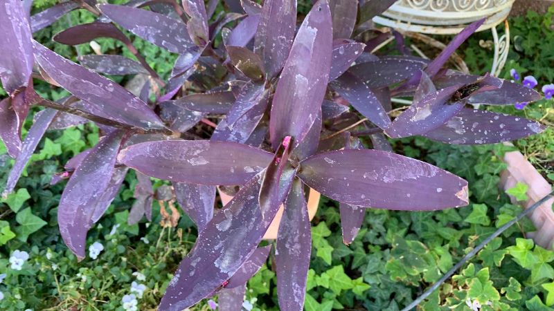 Photo 1 of LIVE PURPLE HEART PLANT IN 15” POT