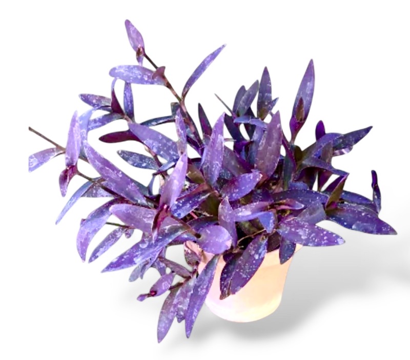 Photo 1 of LIVE PURPLE HEART PLANT IN 15” POT