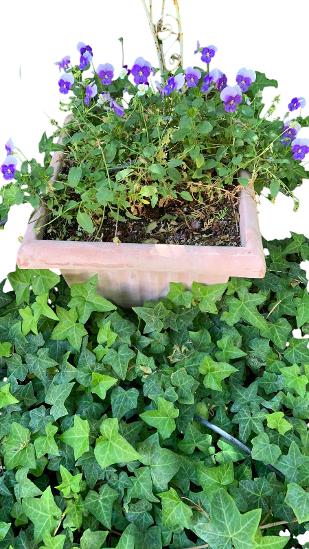 Photo 1 of LIVE PURPLE VIOLAS IN 13” X 10” POT AND SECOND SMALLER POT