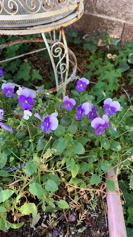 Photo 1 of LIVE PURPLE VIOLAS IN 13” X 10” POT AND SECOND SMALLER POT