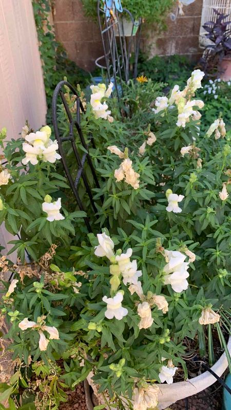 Photo 1 of LIVE SNAPDRAGON FLOWERS IN 13” X 16” POT