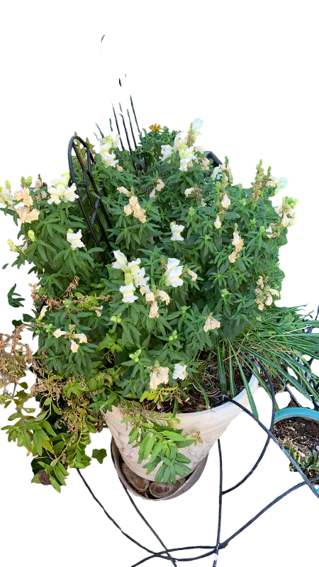 Photo 1 of LIVE SNAPDRAGON FLOWERS IN 13” X 16” POT
