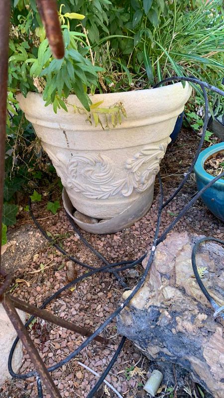 Photo 1 of LIVE SNAPDRAGON FLOWERS IN 13” X 16” POT