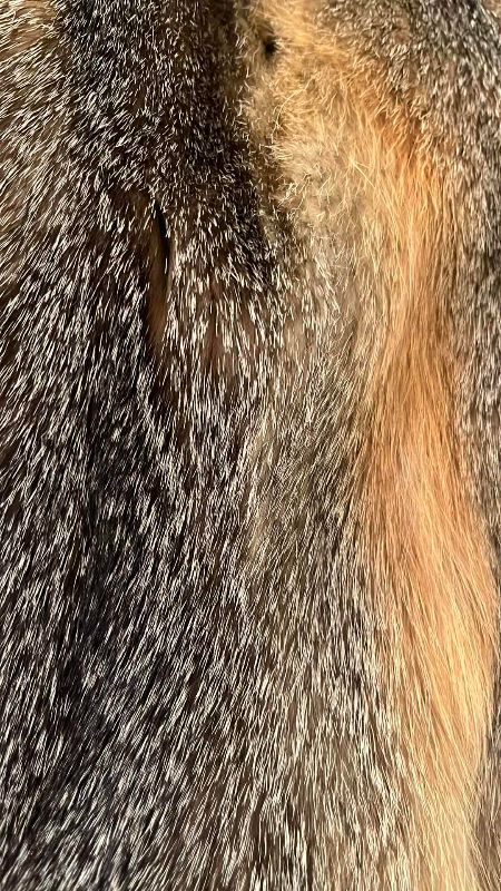 Photo 1 of GRAY FOX FUR JACKET WITH APPRAISAL SIZE SMALL