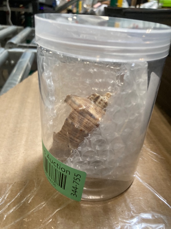 Photo 1 of ***DAMAGED***QICQDRAM Boutique Hermit Crab Shells Large 2.9"-3.3" Natural Hermit Crab Shells Opening Size 1.2" - 2" for Hermit Crab Turbo Growth Shells Hermit Crab Supplies (Large)