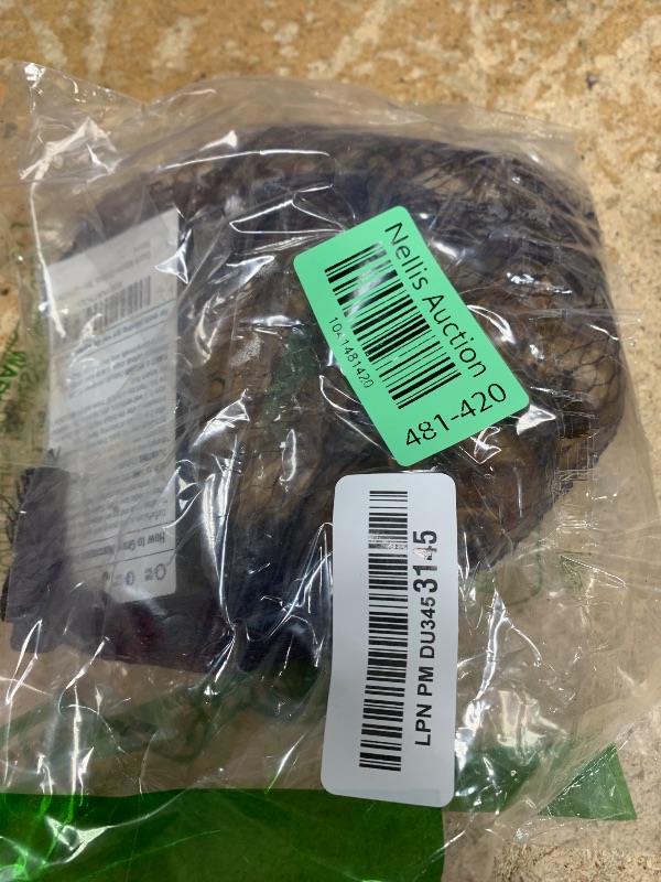 Photo 1 of Dutch Master Daffodil 100 Bulbs - 12/14 cm Bulbs