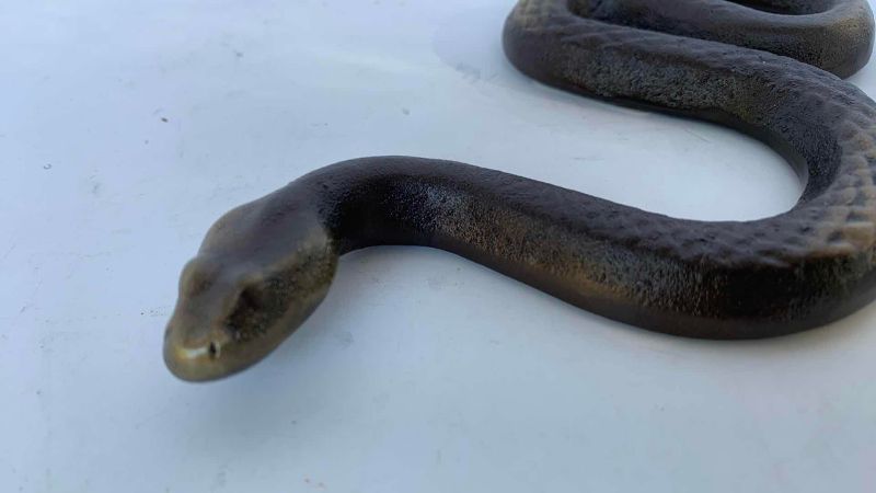 Photo 1 of BRASS RATTLESNAKE 6"