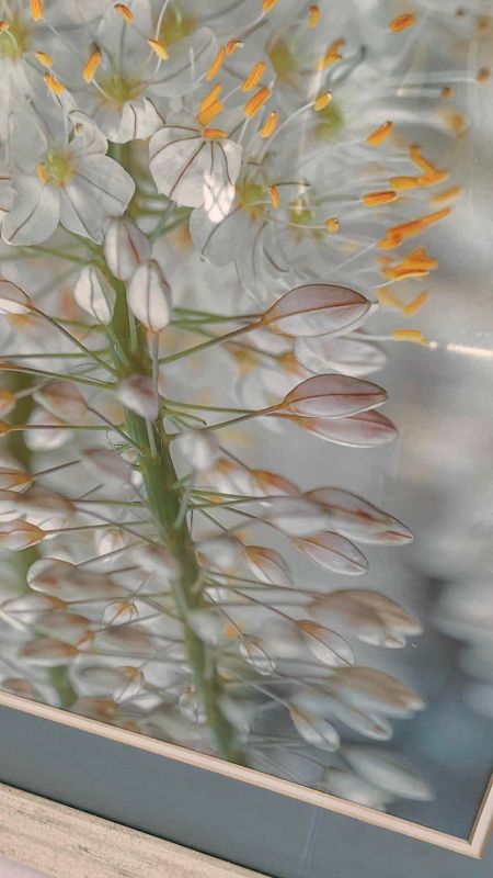 Photo 1 of “DELICATE BLOOMS” PRINT 39” X 34”