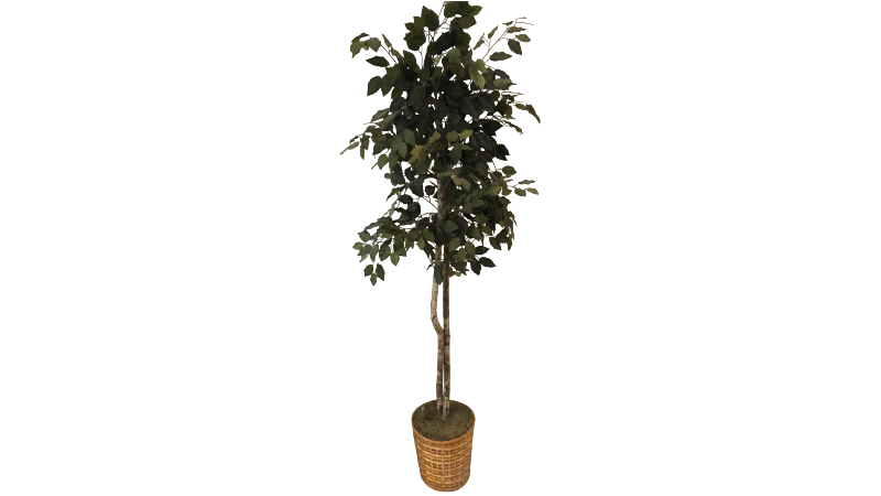 View 1 of ARTIFICIAL FICUS TREE 79”
