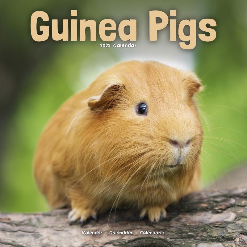 Photo 1 of ***5 packs*** 2025 Guinea Pigs Wall Calendar, 12X12, Avonside Publishing
