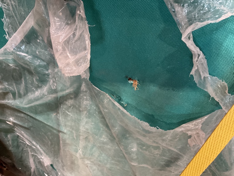 Photo 1 of **SCRAPE ON FRAME. SCRATCHES AND SMALL HOLES ON BED CUSHION**ELENKER Full Electric Hospital Bed for Home Use, ICU Medical Bed, Premium 3 Function Hospital ICU Bed with Remote Control, IV Pole, Mattress, 5-Inch Lockable Quiet Casters, Includes Sheets 