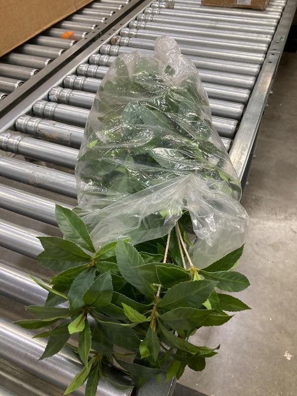 Photo 1 of ***missing the base***Tree Live Plant