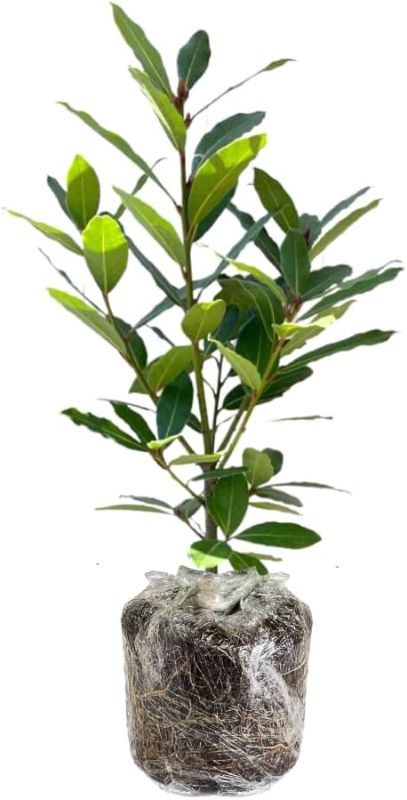 Photo 1 of ***missing the base***Tree Live Plant