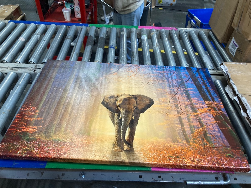 Photo 1 of 36x24 Elephant portrait