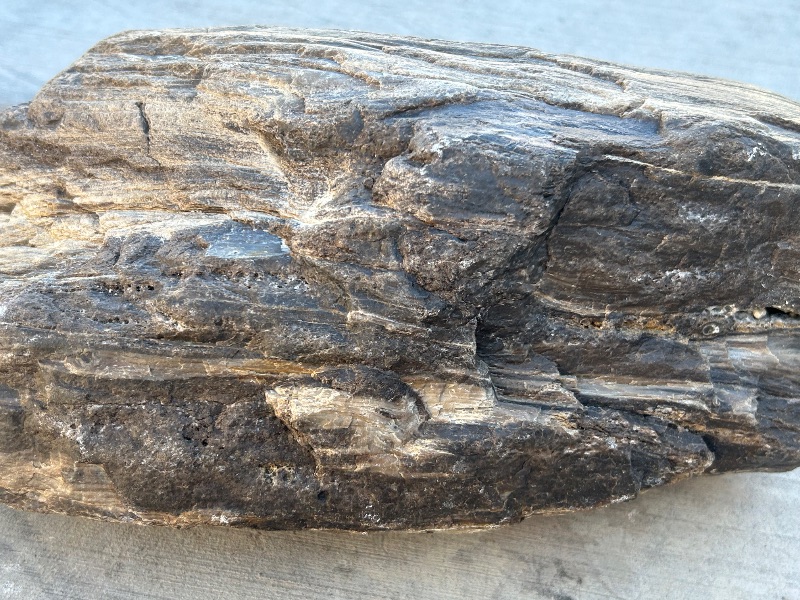 Photo 1 of 196215…Xlarge 14”  petrified wood chunk
