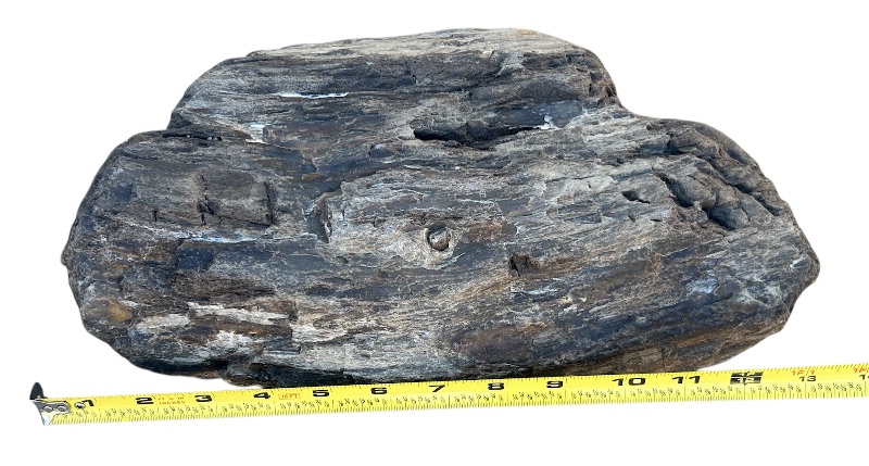 Photo 1 of 196215…Xlarge 14”  petrified wood chunk