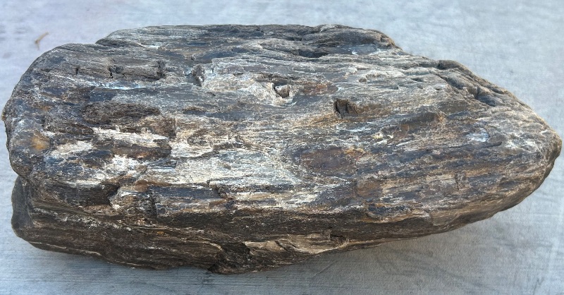 Photo 1 of 196215…Xlarge 14”  petrified wood chunk