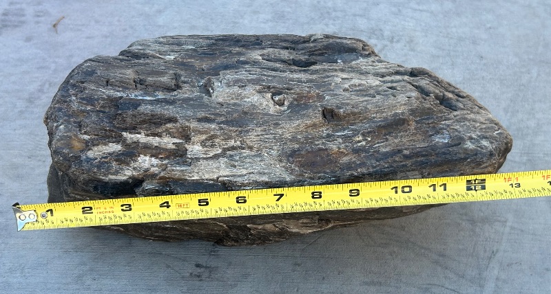 Photo 1 of 196215…Xlarge 14”  petrified wood chunk