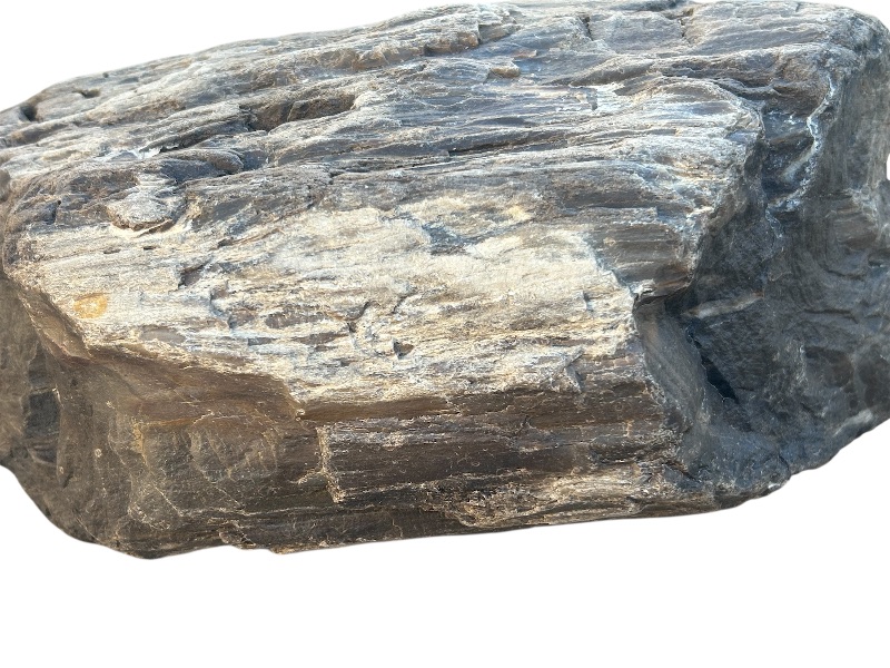 Photo 1 of 196215…Xlarge 14”  petrified wood chunk