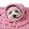 Photo 1 of Luciphia Small Dog Blanket Washable Pet Bed Cover Soft Fluffy Puppy Couch Protector with Premium Fleece Cozy Calming Cat Blankets for Indoor Cats Pink 41x31 inch