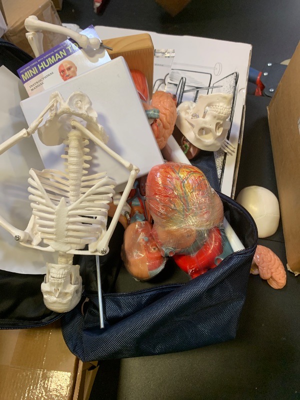 Photo 1 of EVOTECH SCIENTIFIC Human Body, Skeleton, Heart, Half Size Skull with Brain Models-Best Anatomy Model Bundle Set of 4 Hands-on 3D Model Study Tools for Medical Student or as Educational Kit for Kids