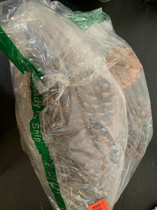 Photo 1 of 10 Large PineCones 4" to 6” Tall Bulk Package All Natural, Bug Free, and Perfect for Crafting for Home Accent Decor Pine Cones - UNSCENTED (10)