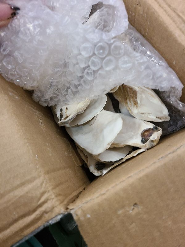 Photo 1 of 20PCS Flat Oyster Shells 5"-6" Extra Large Oyster Shells for Crafts Natural Oyster Shells Bulk, for Home Vase Filler, Xmas Ornaments, DIY Arts and Crafts Sea Shells
