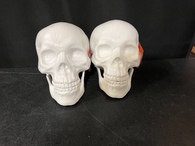 Photo 1 of HYDE AND EEK Decorative indoor skulls with movable jaws (white)