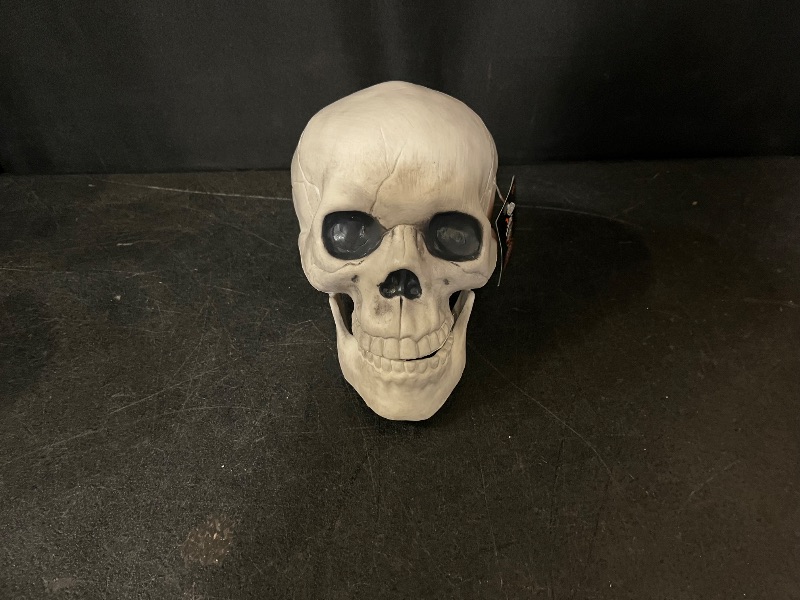 Photo 1 of Hyde and Eek decorative indoor skulls white/black eyes