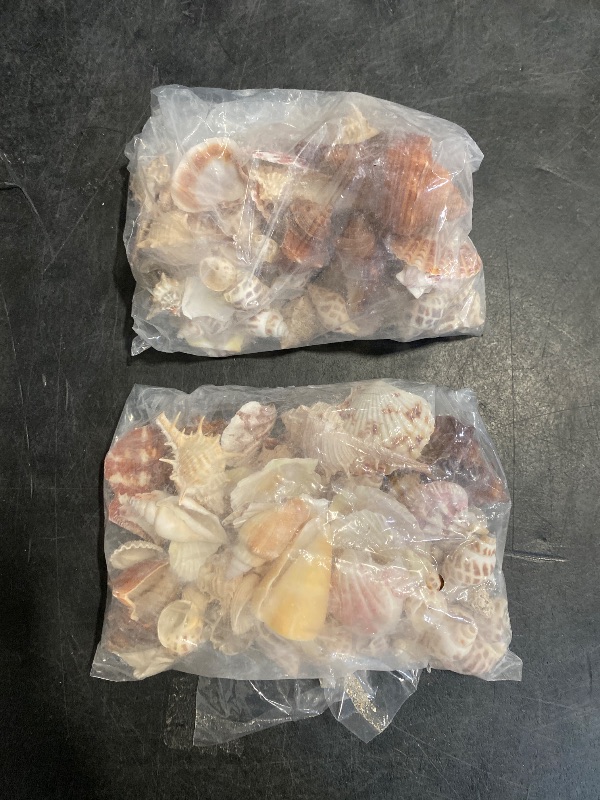 Photo 1 of Super Z Outlet Sea Shells Mixed Beach Seashells - Various Sizes up to 2" Shells